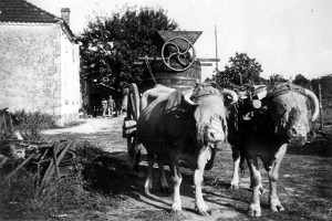 Vendanges Attelage.jpg